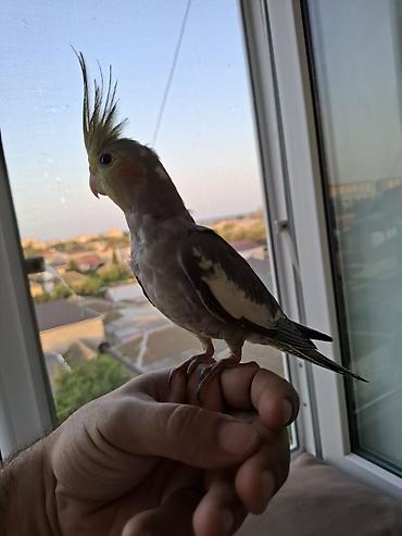 pidbul balasi: Salam. 3 ayliq ter temiz karella balasi. oz qusumun balasidi. tam — 3