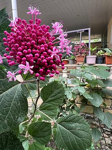 Otaq bitkiləri: Her cure guler var veregliyin baxin ancag xanimlara satiş olur Gencedi — 27