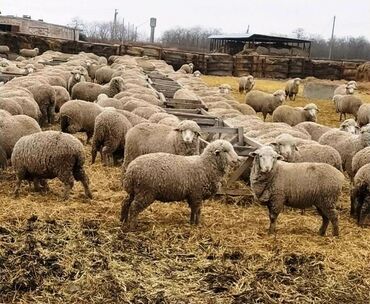 Daşınmaz əmlak: Продаётся ферма, от Москвы 150 км. На ферме 500 голов овцематки. Два