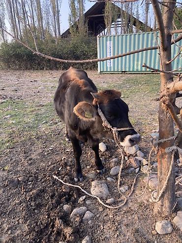живой вес: Продаю | Корова (самка) | Полукровка | Для разведения | Привязанные — 2