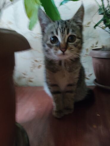 Отдам даром кошку: КОШКИ И КОТЯТА У НАС ПРИЮТ любой окрас есть можете выбрать у нас — 11