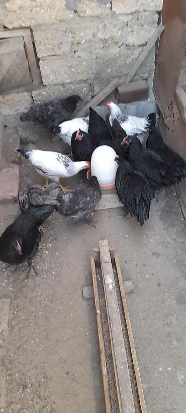 beçə: Toyuq cücələri, Damazlıq — 2