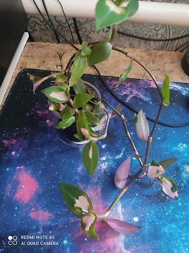 Другой декор и предметы интерьера: Цветы распродажа от 100 сом остатки до 1300 сом. Живу рядом с Дордой — 29