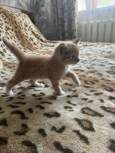 продам домик для кошки: Беспородная, 1 месяц, Мальчик, Рыжий