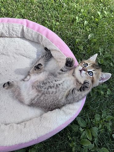купить породистых котят: Скотиш Страйт (Шотландская прямоухая), 1 месяц, Мальчик, Золотая шиншилла, Приучена к лотку — 5