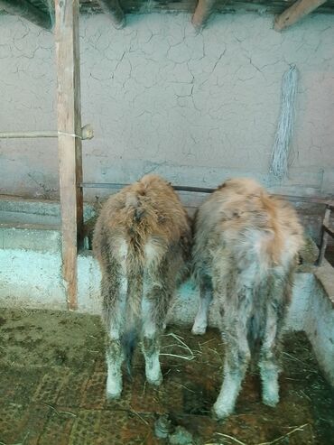 Коровы, быки: Продаю | Тёлка | Алатауская, Полукровка | Для разведения | После отела — 3