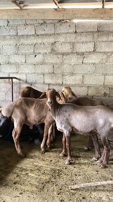Продам с/х животных: Продаю | Баран (самец) | Полукровка — 2
