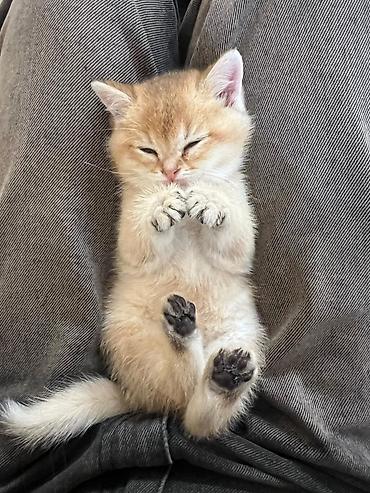 Pişiklər: Britan — 10