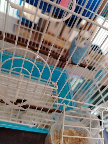 dalğalı tutuquşu: Dalğalı tutuquşu (kişi) və qəfəs dəsti - Rəng: açıq mavi-bəyaz ləkəli — 2
