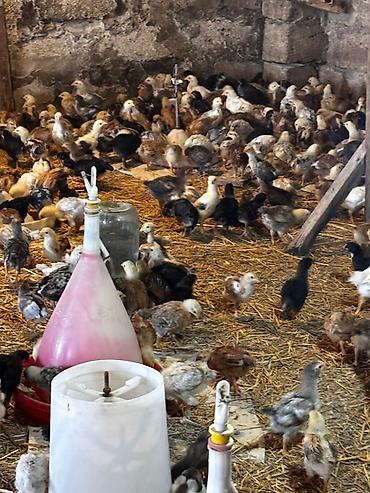 qus iran: 95 günlük xoruzlar və 25 günlük cücələr var isdiyen əlaqə saxlasin — 4