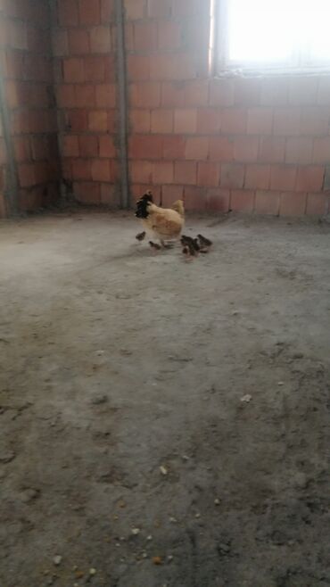 hinduşqa cücələri: Toyuq, Ünvandan götürmə