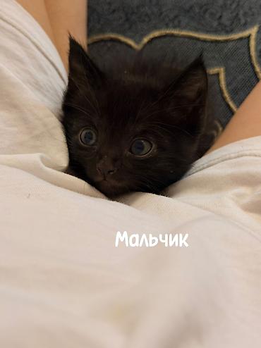 приют котят: Срочно ищем дом спасенным котятам, с нелегкой судьбой. Были выкинуты — 3