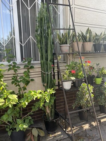 капельные орошения: Молочай треугольный (Euphorbia Trigona) — это суккулент с толстыми