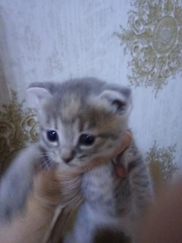 Pişiklər: Erkək, Dişi — 4