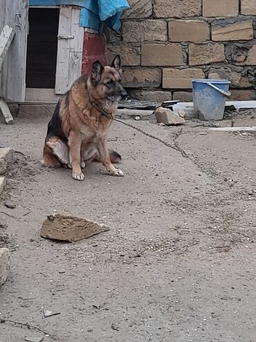 coban iti satisi: Alman çoban iti, 4 il, Dişi, Ünvandan götürmə