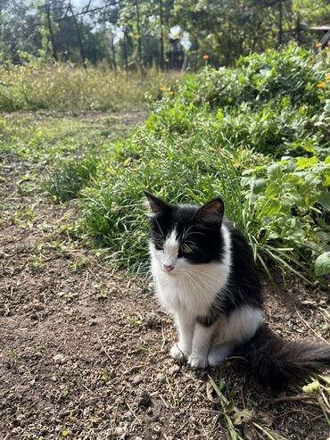 сколько стоит шотландский вислоухий котенок: Кошки/котята — домашние питомцы Предлагаются очаровательные кошки и