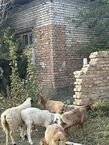пародистая кошка: Продаю | Ягненок | Полукровка | Для разведения — 3
