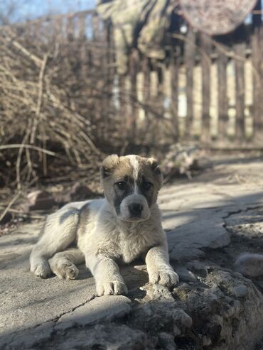 Продажа собак: Продаю щенят ! Порода Алабай Родословнные 💯 3месяца Есть международный