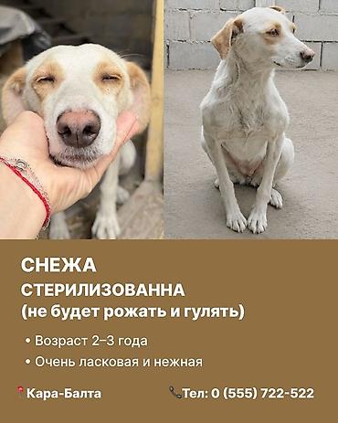 эркек ит: Кара-Балта. Ищем дом для чудесных собак. 1) Ириска - Стерилизована — 3