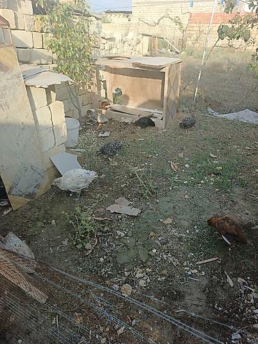 broiler ross 308: Toyuq, Damazlıq, Pulsuz çatdırılma — 5