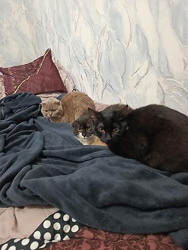 Pişiklər: Şotland — 22