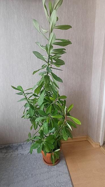 Бөлмө өсүмдүктөрү: Продаётся Молочай беложильчатый . Высота вместе с горшком-124 см — 1