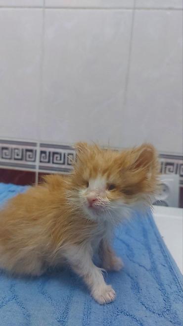 котенок 1 месяц: Кошка даром: Беспородная, 1 месяц, Мальчик — 1