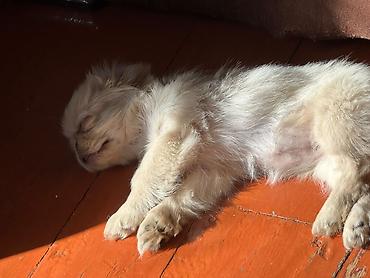 alman afcarkasi bala: Pekines, 2 ay, Dişi, Peyvəndli, Ünvandan götürmə, Rayonlara çatdırılma — 2