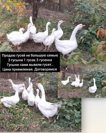 купить собаку корса: Продаю взрослую семью гусей 
и молодых утят звоните пишите