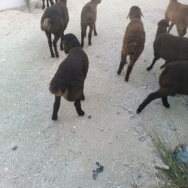 Quzu: Salam hervaxdız xeyir saxlamlıq quzularm cxdı satqa isdiyen elaqe — 19