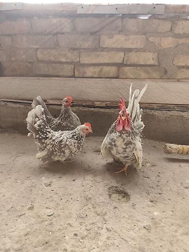 itlə qadin seksi: Arginal Qan Şabo. Nə Serama Deyil Nədə Adi Yaponka.Heç Bir Qarışıqı — 1