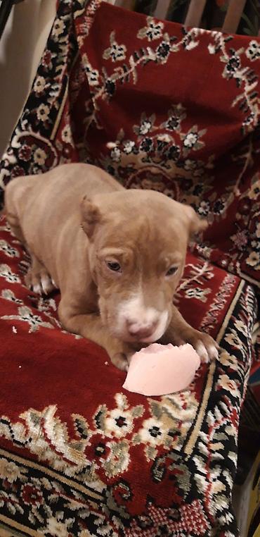 İtlər: Pitbul — 5