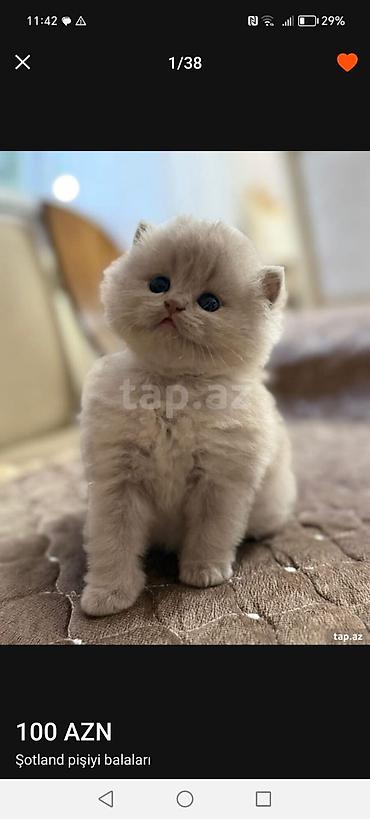 Pişiklər: Şotland — 4