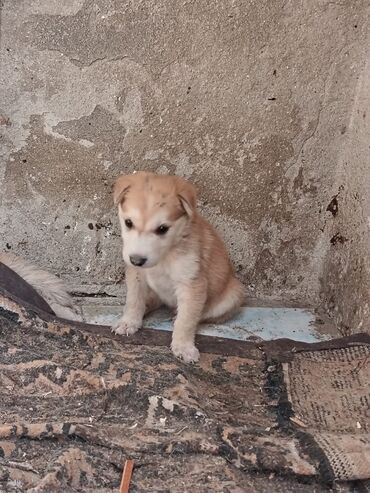 it pulsuz: Xaski, 2 ay, Erkek, Peyvəndli, Ünvandan götürmə