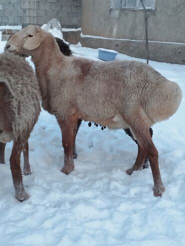 Баран, овца: Продаю | Овца (самка) | Для разведения | Матка — 4