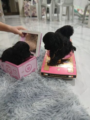 İtlər: Malta bolonka, 2 ay, Ünvandan götürmə, Pulsuz çatdırılma, Ödənişli çatdırılma — 12