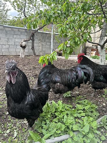 Куры, петухи: Продаю | Петух | Для разведения — 16