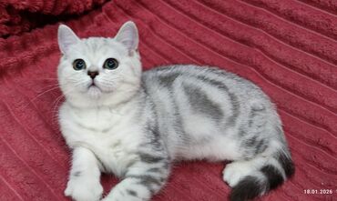 Продажа кошек: Скотиш Страйт (Шотландская прямоухая), 2 месяца, Девочка — 2