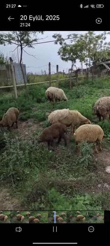 İtlər: Məhsul: Qoyunlar sürüsü Təsvir: - Foto/videoda kənd şəraitində