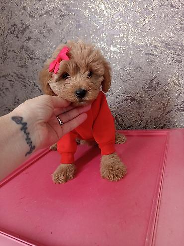 İtlər: Pudel, 2 ay, Dişi — 9