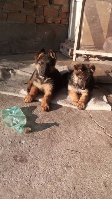 Собаки: Продаю щенков немецкой овчарки возраст два месяца у 6000 сом