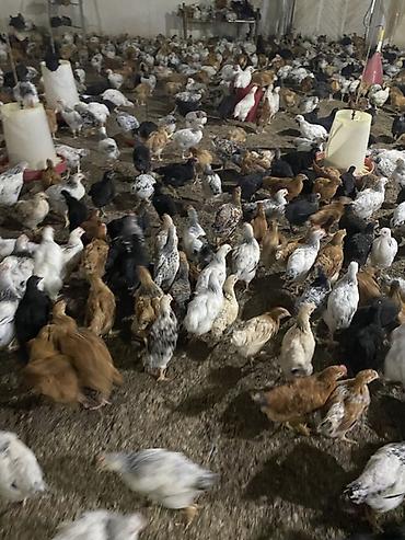 broyler yemi: Təsərrüfat üçün qarışıq yerli cins cücələr - Məhsul: Ətlik/yumurtalıq — 7
