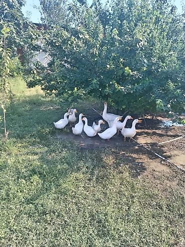 ev quşlari haqqinda melumat: Ağ ördəklər – təsərrüfat üçün quşlar - Növ: ağ ev ördəkləri — 1