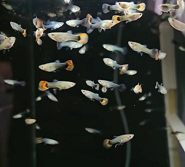 akvarium baligi: Quppilər satılır qiymət 1m çox götürənə endirim olunacağ — 1
