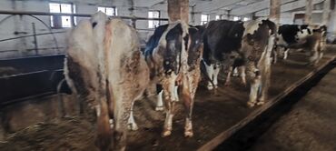 Коровы, быки: Продаю | Корова (самка) — 4