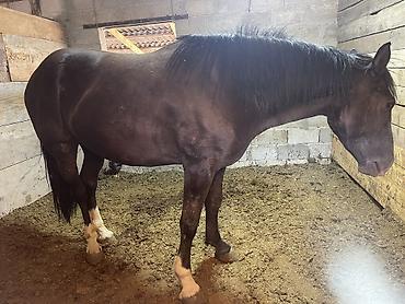 m horse: Продаю | Кобыла (самка) | На забой, Для разведения, Конный спорт | Племенные — 5