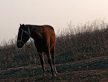 iri buynuzlu heyvan satisi: At ve dayca satılır iksinden biri sadece