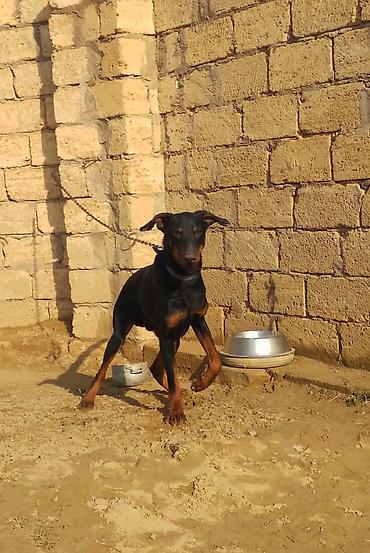 İtlər: Doberman, 9 ay, Erkek — 10