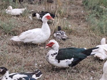 Quş: Salam lal ördəklər satılır .Fərələr 25 xoruzlar 35 azn .Fərələr — 18
