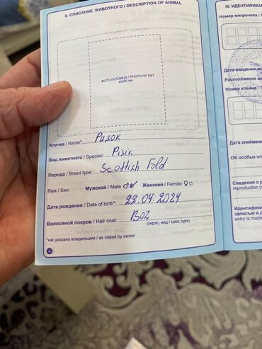 Pişiklər: Erkək, Cütləşmə üçün